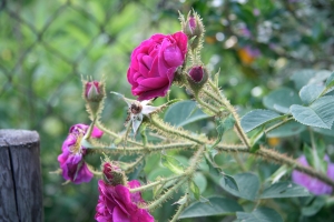 roses jardin-stage-fleurs-bouquet- jardin-orleans-fleuriste-réaliser-